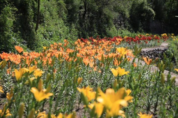 牛津配资 门头沟：“清水花谷”百合进入盛开期